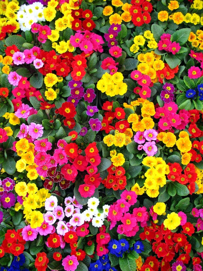 Rows of colorful flowers ready for a summer. Rows of colorful flowers ready for a summer