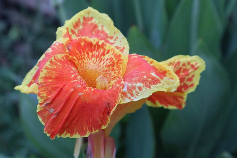 Bekasi 3 June 2023, Colorful flowers during the day. Bekasi 3 June 2023, Colorful flowers during the day