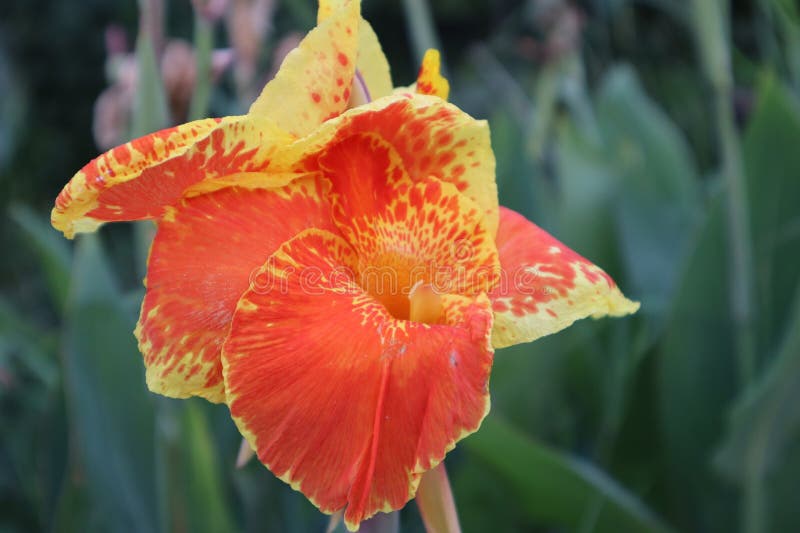 Bekasi 3 June 2023, Colorful flowers during the day. Bekasi 3 June 2023, Colorful flowers during the day