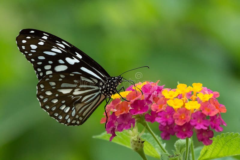 Flores coloridas vidriosas azules de Ceilán Tiger Butterfly Sucking Honey From imagen de archivo Flores coloridas vidriosas azules de Ceilán Tiger Butterfly Sucking Honey From imagen de archivo