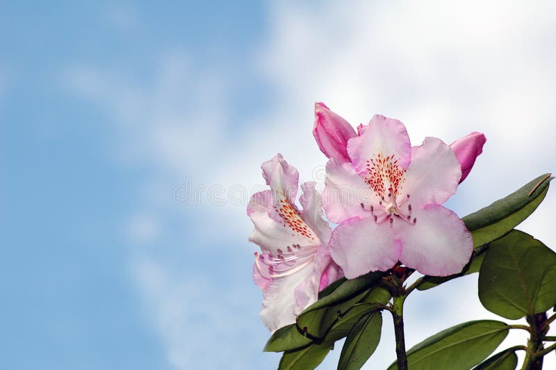 Two flowers with sky in the background. Two flowers with sky in the background