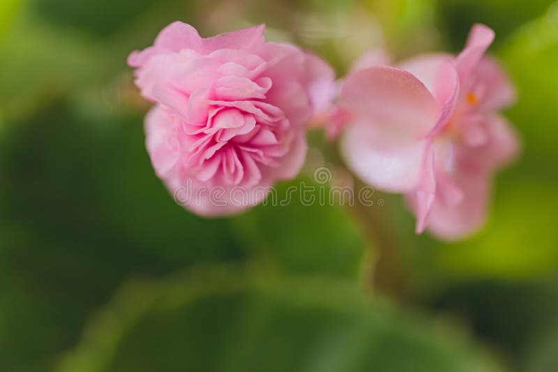 Flores Comestíveis E Microgreens Begonia Closet Macro. Foto de Stock -  Imagem de fundo, verdes: 219351590