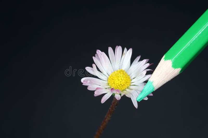 Flores Como Un Modelo Para Dibujar Con Lápices De Colores Foto de archivo - Imagen de vector, sensaciones: 159614356 Flores Como Un Modelo Para Dibujar Con Lápices De Colores Foto de archivo - Imagen de vector, sensaciones: 159614356
