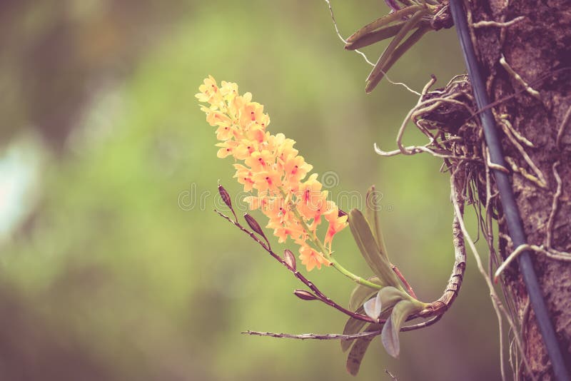 Flores con el vintage retro del efecto del filtro imagenes de archivo Flores con el vintage retro del efecto del filtro imagenes de archivo
