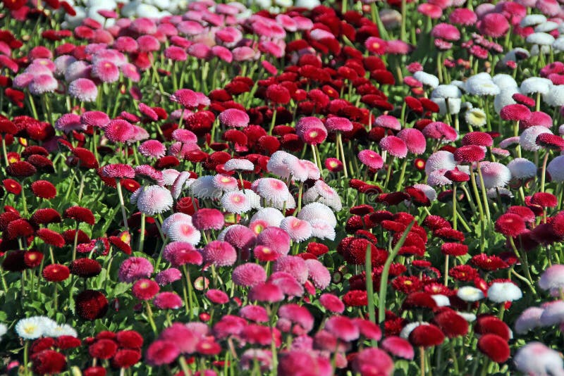 Photo of pretty mushroom style crimson red and white flowers and plants in full summer bloom. photo taken april 2015. Photo of pretty mushroom style crimson red and white flowers and plants in full summer bloom. photo taken april 2015.