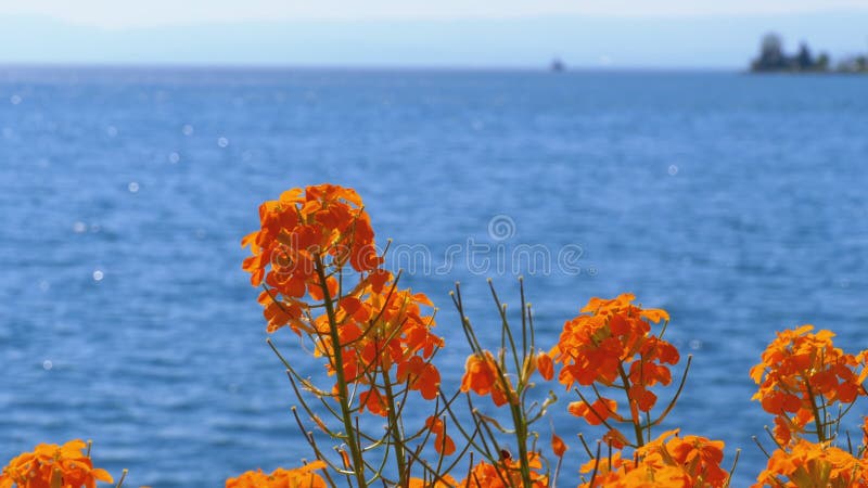 Flores contra Montanhas Alpinas e Lago de Genebra no Embankorte em Montreal Suíça