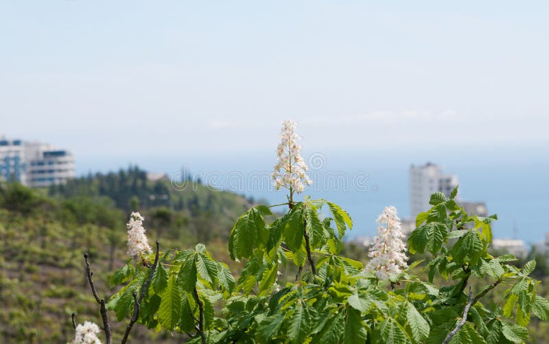 Blooming horse chestnut on Gurzuf views background, Crimea. Blooming horse chestnut on Gurzuf views background, Crimea