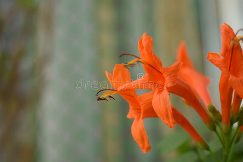 Flores Cor De Laranja Da Planta Do Mel Ao Ar Livre Imagem de Stock - Imagem  de planta, floral: 214037919