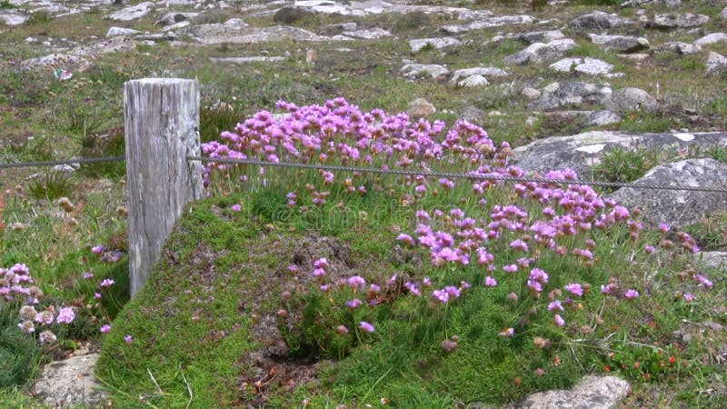 Flores cor-de-rosa