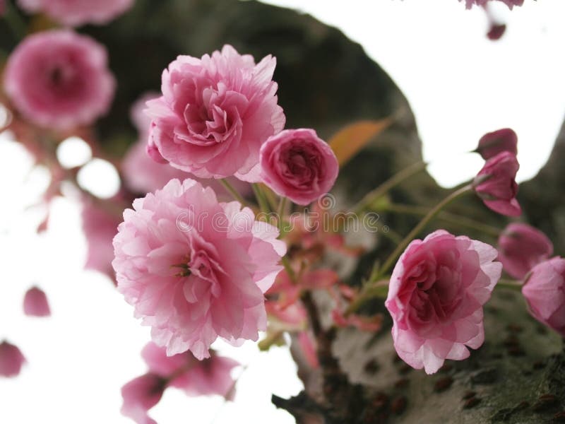 Flores cor-de-rosa foto de stock Flores cor-de-rosa foto de stock