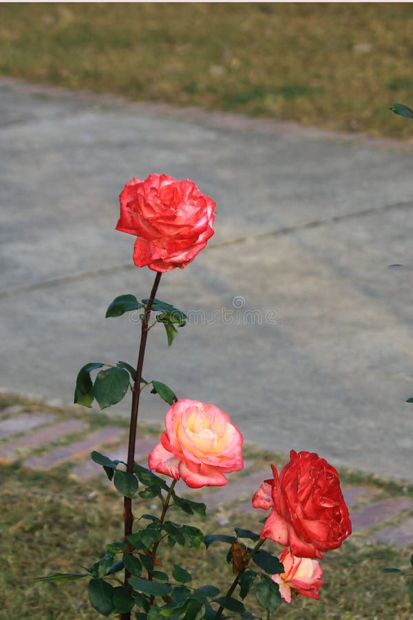 Flores cor-de-rosa coloridas além da trilha de passeio foto de stock Flores cor-de-rosa coloridas além da trilha de passeio foto de stock