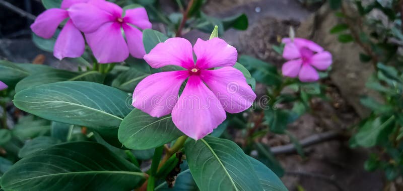 Flores Cor-de-rosa Com Planta No Jardim Foto de Stock - Imagem de exterior,  flor: 197371554