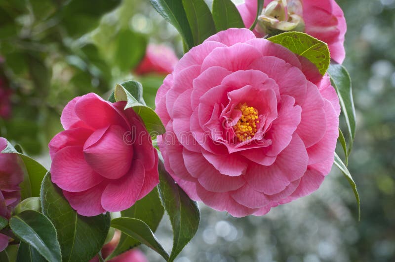 Flores Cor-de-rosa Da Camélia Na árvore Foto de Stock - Imagem de nave,  folhagem: 90781070