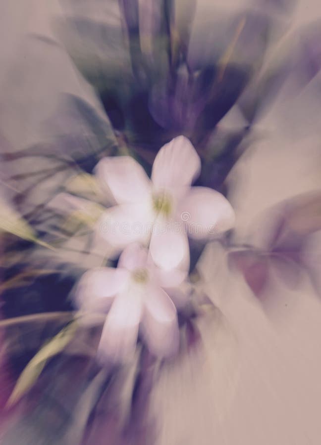 Flores cor-de-rosa da planta do trevo roxo - borrada foto de stock Flores cor-de-rosa da planta do trevo roxo - borrada foto de stock