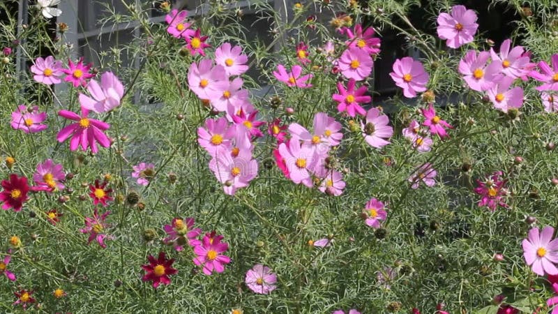 Flores cor-de-rosa das plantas cosmos bipinnatus no jardim