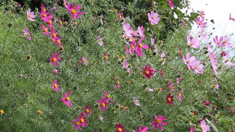 Flores cor-de-rosa das plantas cosmos bipinnatus no jardim