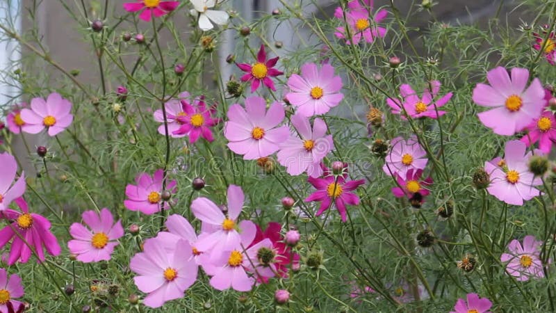 Flores cor-de-rosa das plantas cosmos bipinnatus no jardim