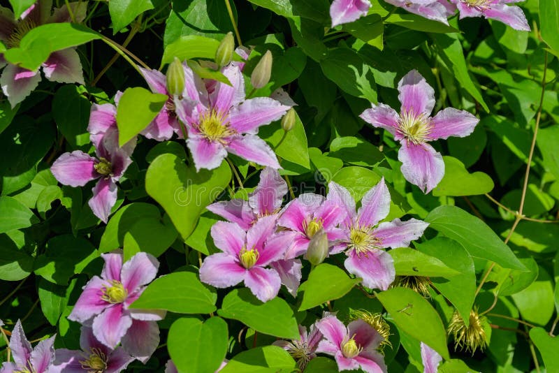Flores cor-de-rosa do arbusto de florescência da clematite fotografia de stock
