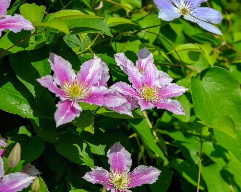 Flores cor-de-rosa do arbusto de florescência da clematite imagens de stock