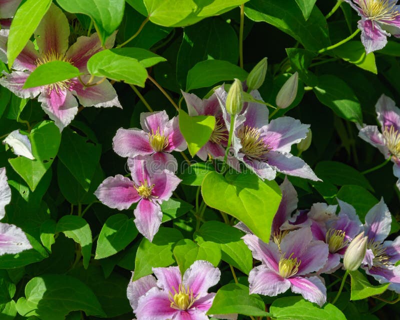 Flores cor-de-rosa do arbusto de florescência da clematite imagens de stock royalty free