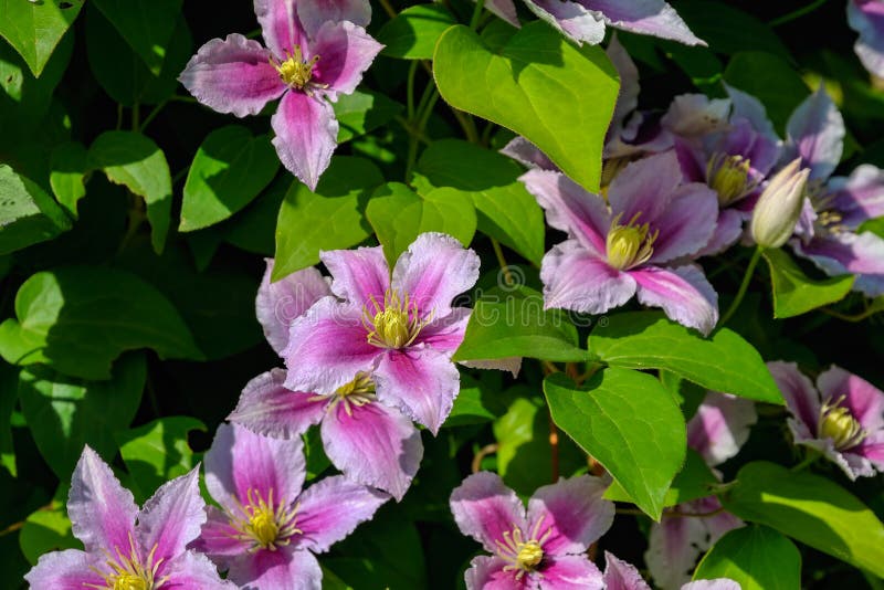 Flores cor-de-rosa do arbusto de florescência da clematite fotos de stock royalty free