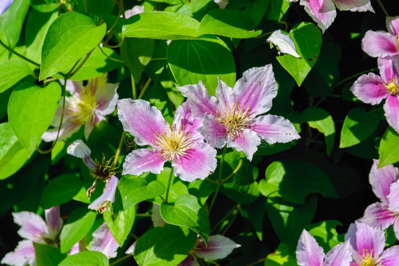 Flores cor-de-rosa do arbusto de florescência da clematite imagens de stock royalty free