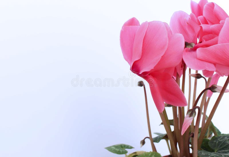 Flores Cor-de-rosa Do Cíclame No Fundo Branco Imagem de Stock - Imagem de  fundo, ciclame: 134552051
