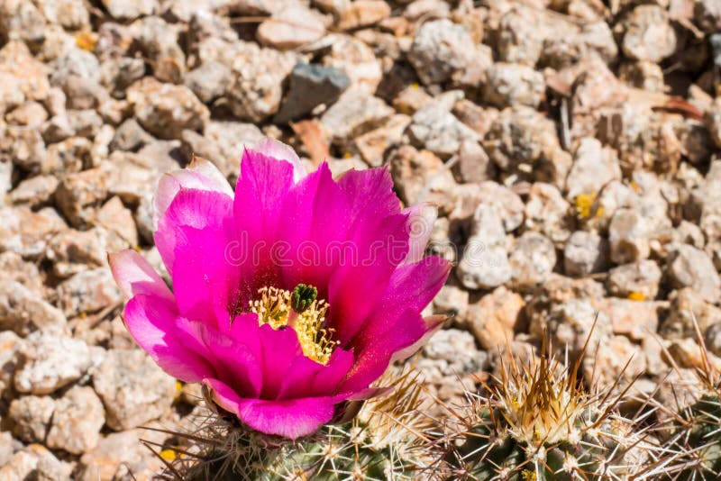 Flores Cor-de-rosa Do Cacto No Deserto Imagem de Stock - Imagem de planta,  cactos: 90767261