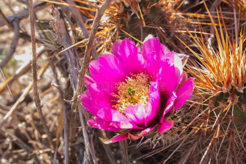 Flores Cor-de-rosa Do Cacto No Deserto Imagem de Stock - Imagem de roxo,  floral: 90767263