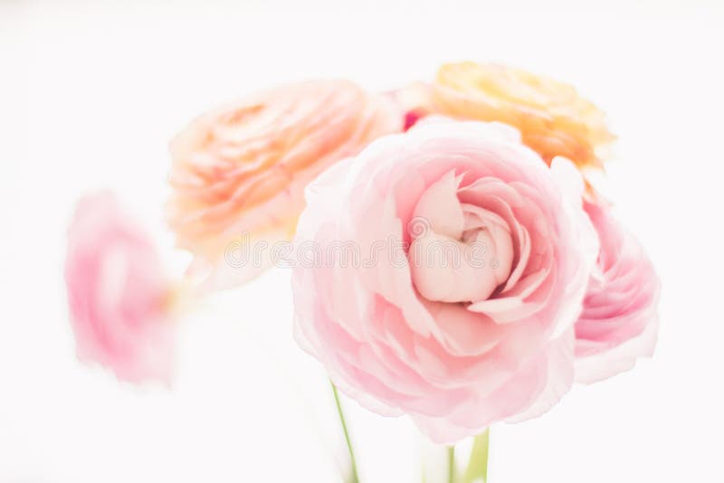 flores cor-de-rosa cor-de-rosa do jardim - casamento, feriado e jardim floral conceito denominado foto de stock flores cor-de-rosa cor-de-rosa do jardim - casamento, feriado e jardim floral conceito denominado foto de stock