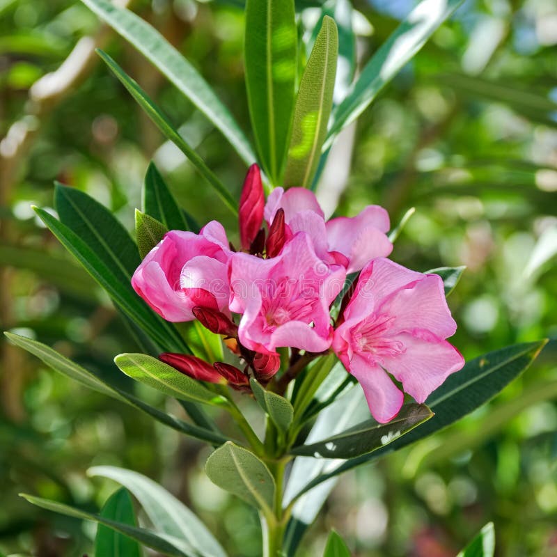 Flores de esteva rosa fotografia de stock royalty free