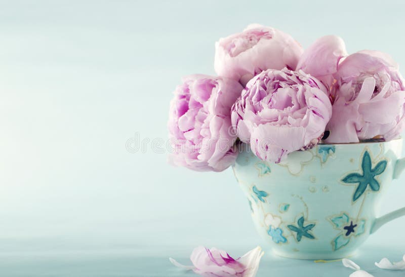 Flores cor-de-rosa do peony foto de stock Flores cor-de-rosa do peony foto de stock