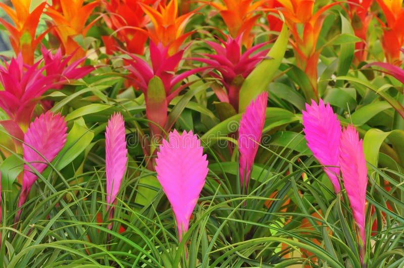 Flores Cor-de-rosa Do Quill E Outras Flores Do Bromelia Imagem de Stock -  Imagem de folha, alaranjado: 17184243