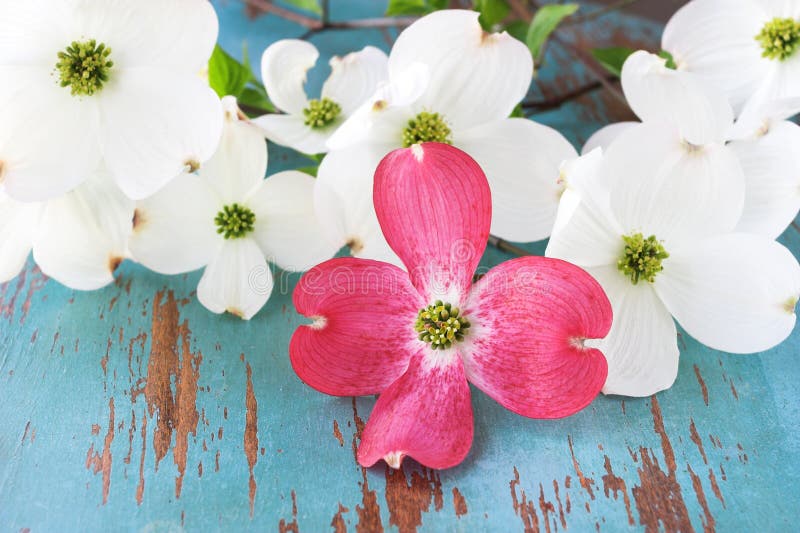 Flores de Corniso Rosa e Branco imagem de stock