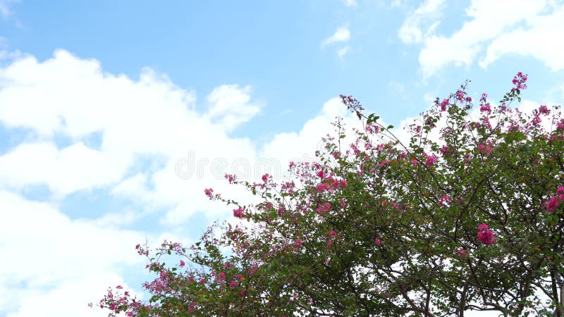 Flores cor-de-rosa estão se movendo ao vento em um jardim em um dia ensolarado brilhante