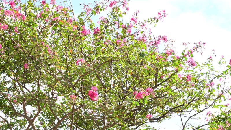 Flores cor-de-rosa estão se movendo ao vento em um jardim em um dia ensolarado brilhante