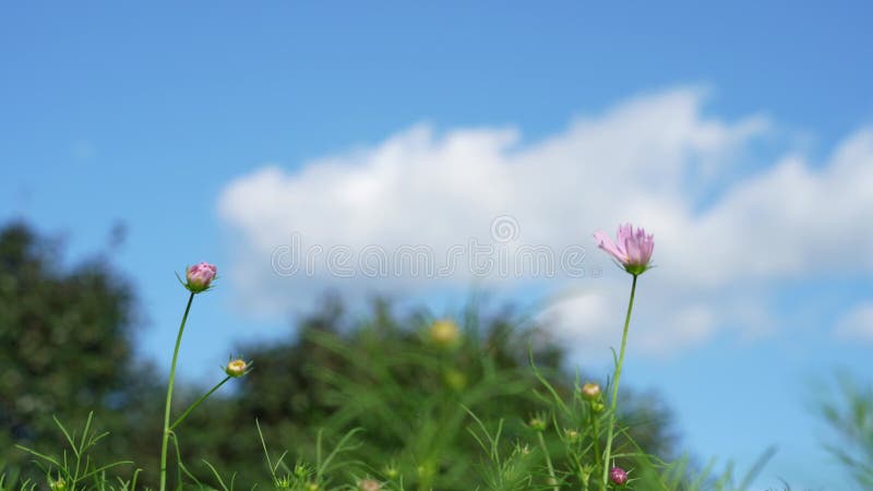 Flores cor-de-rosa estão se movendo ao vento em um jardim em um dia ensolarado brilhante