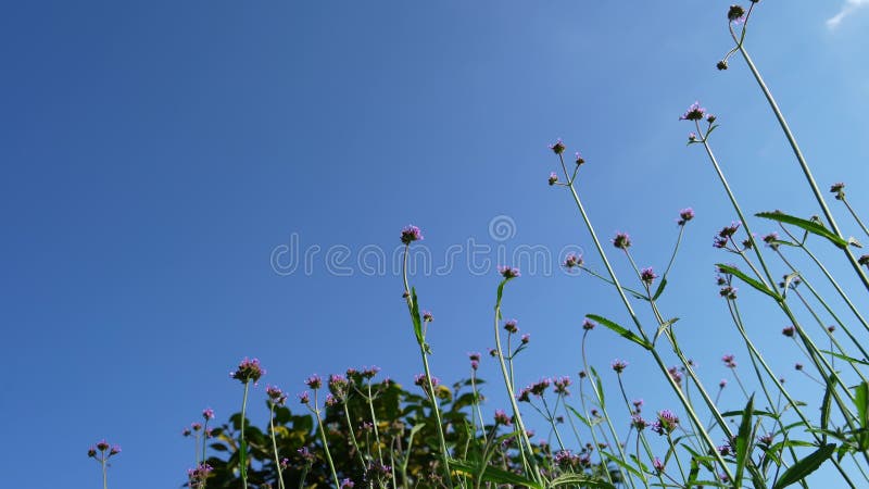 Flores cor-de-rosa estão se movendo ao vento em um jardim em um dia ensolarado brilhante