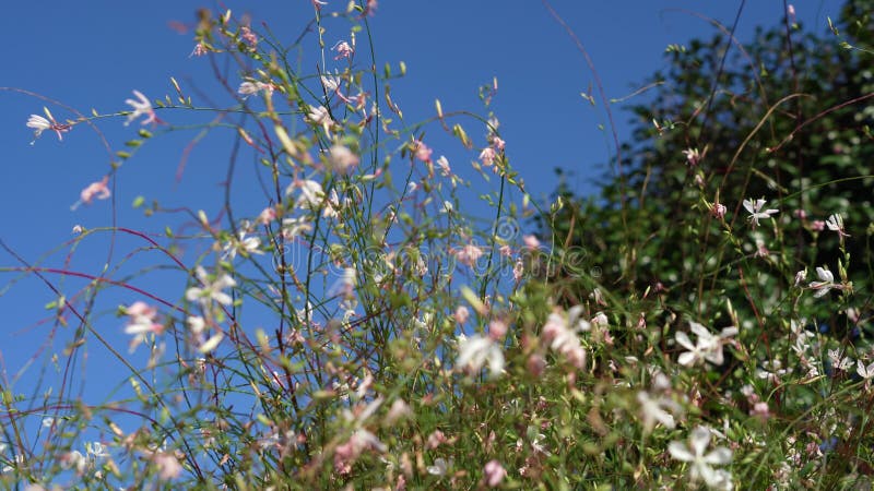 Flores cor-de-rosa estão se movendo ao vento em um jardim em um dia ensolarado brilhante