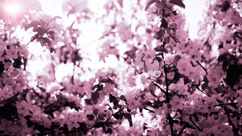 Flores cor-de-rosa florescendo no jardim da primavera