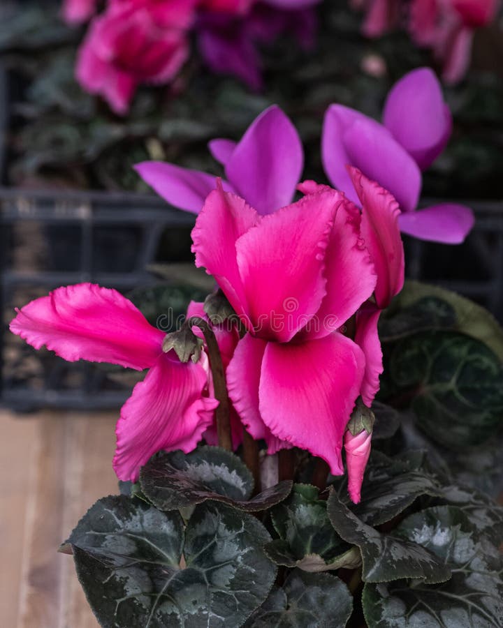 Flor fresca e brilhante de peão florescendo de perto