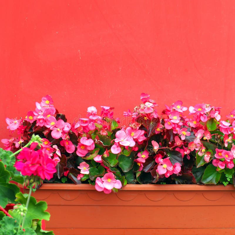 Flores cor-de-rosa na caixa do plantador e na parede pintada vermelha fotos de stock Flores cor-de-rosa na caixa do plantador e na parede pintada vermelha fotos de stock