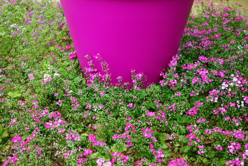 Flores Cor-de-rosa Na Vegetação Rasteira Foto de Stock - Imagem de flor,  terra: 60313492