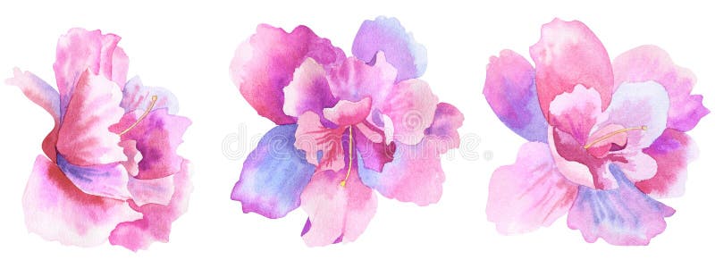 Flores cor-de-rosa roxas bonitas Jogo floral Ilustra??o tirada m?o da aguarela Isolado no fundo branco ilustração stock Flores cor-de-rosa roxas bonitas Jogo floral Ilustra??o tirada m?o da aguarela Isolado no fundo branco ilustração stock
