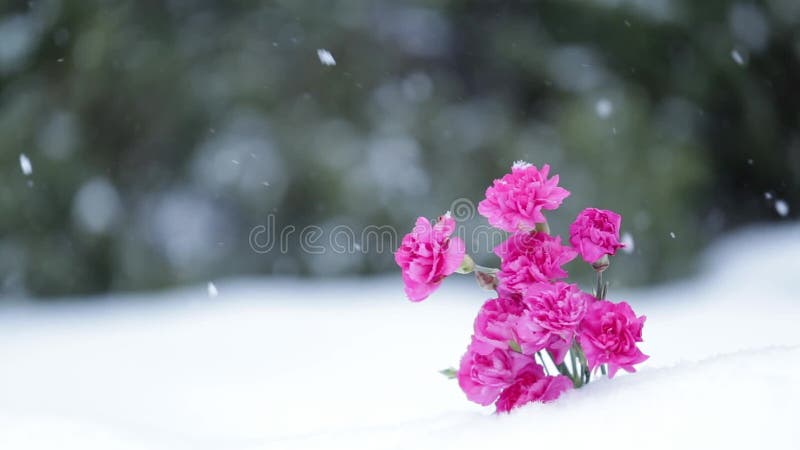 Flores cor-de-rosa surpreendentes no fundo da queda de neve Movimento lento