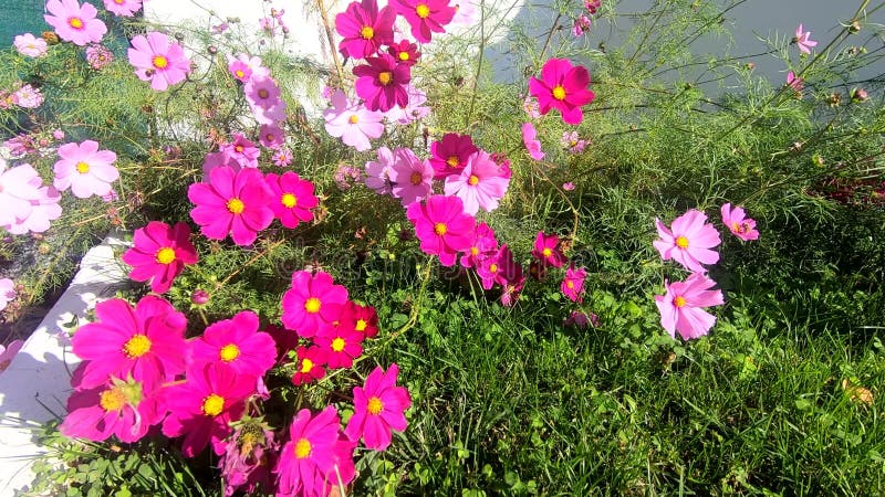 Flores cosmos no jardim