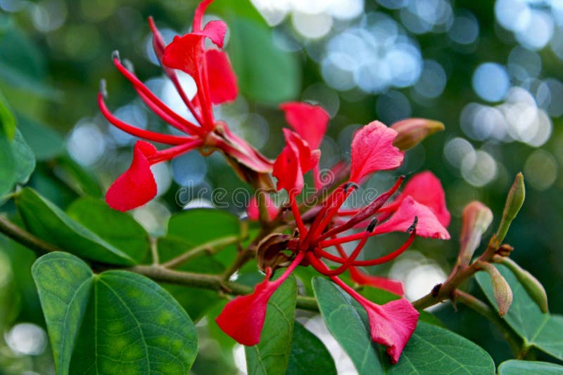 Flores Da árvore De Orquídea Vermelha, Galpinii Do Bauhinia Imagem de Stock  - Imagem de espécie, nacionalmente: 125293803