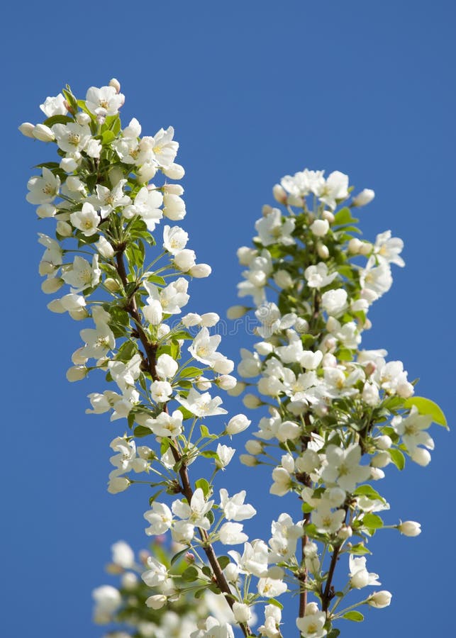 flores da Apple-árvore Jardim da mola - árvore de florescência Árvore de maçã da flor Florescência bonita de árvores de maçã sobr imagem de stock flores da Apple-árvore Jardim da mola - árvore de florescência Árvore de maçã da flor Florescência bonita de árvores de maçã sobr imagem de stock