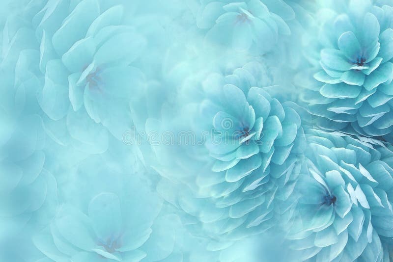 Flores Da Aquarela No Fundo Obscuro De Turquesa a Azul-turquesa Floresce O  Crisântemo Colagem Floral Composição Da Flor Imagem de Stock - Imagem de  crisântemo, imprimir: 91760739