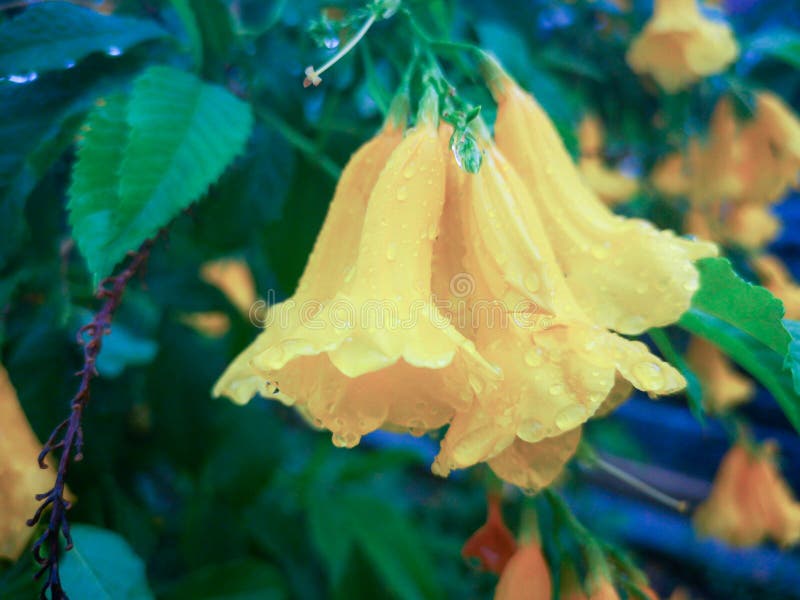 Flores Da Flor Mais Velha Amarela Com Gota Da Chuva Os Nomes Comuns Incluem  Trumpetbush Amarelo, Sinos Amarelos, Stans Do Gengibr Foto de Stock -  Imagem de bonito, chuva: 150218450